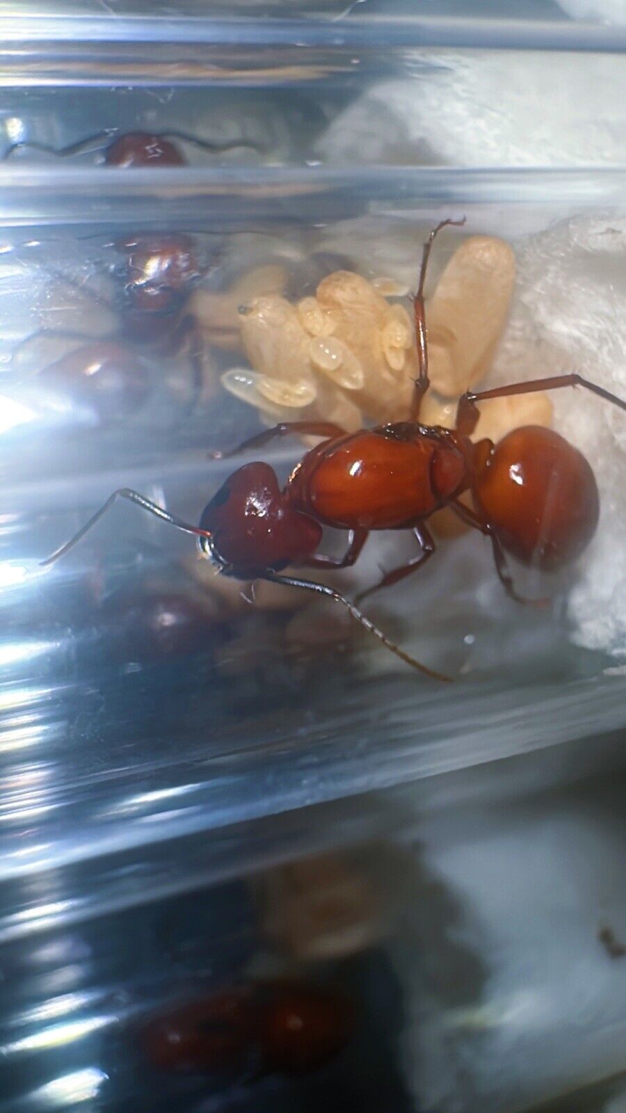 Queen Ant- Camponotus castaneus queen w/ pupae - Feeder insect