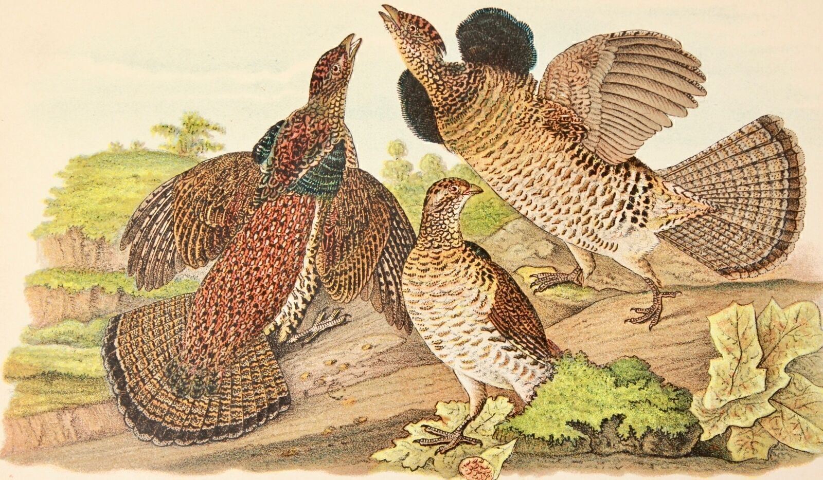 Audubon Bird Print 1890 Antique Original Lithograph 6X9 Ruffed Grouse
