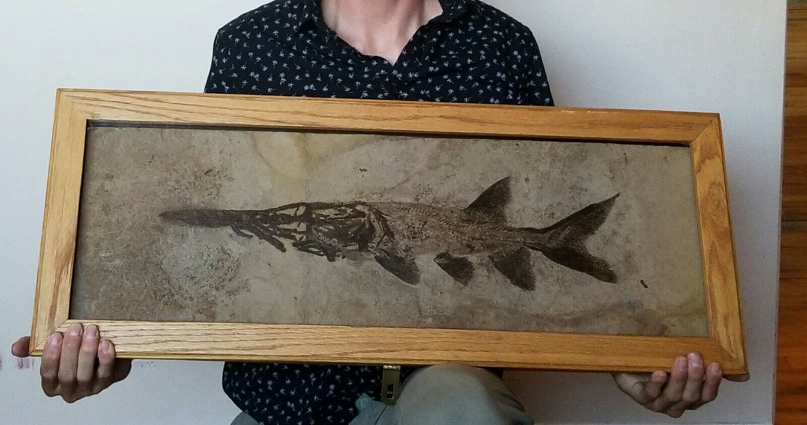 Paddlefish Fossil (Crossopholis) 21.5\