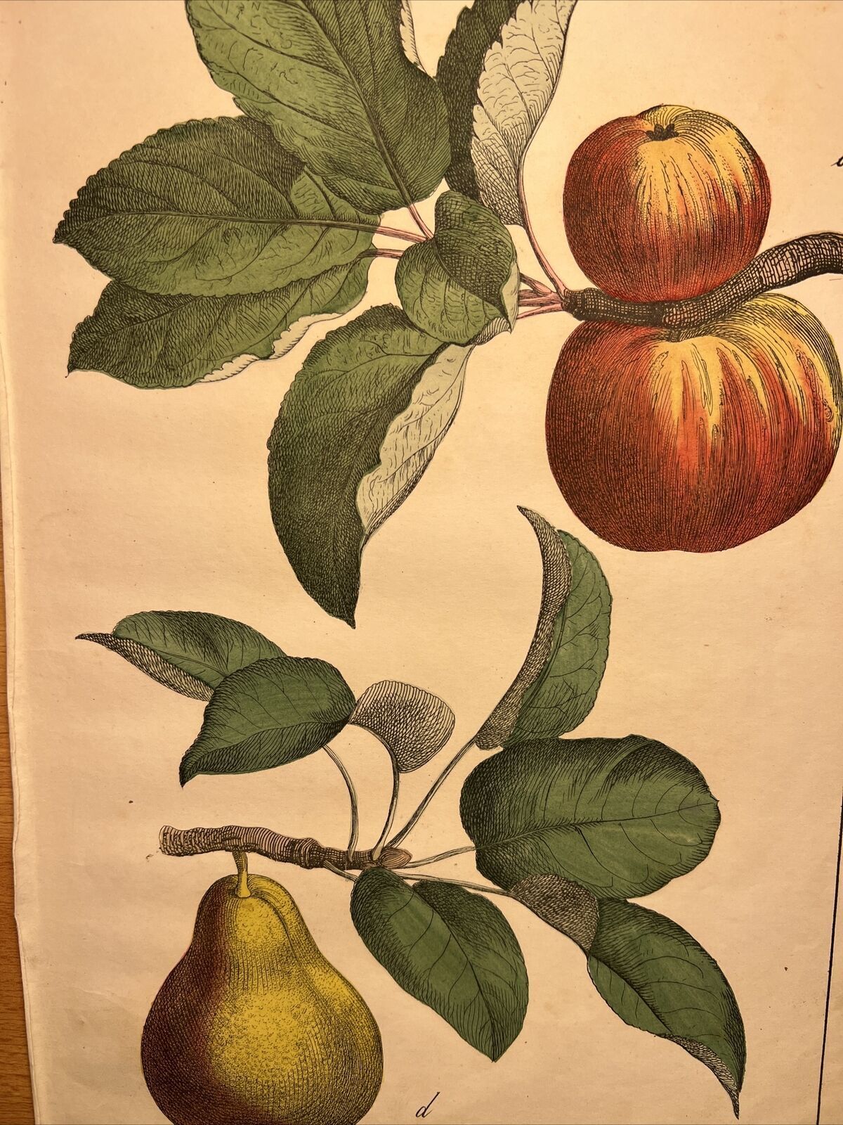 Apples 🍎 Pears 🍐 Fruits Flora Antique Lithograph 1838 Hand Colored...