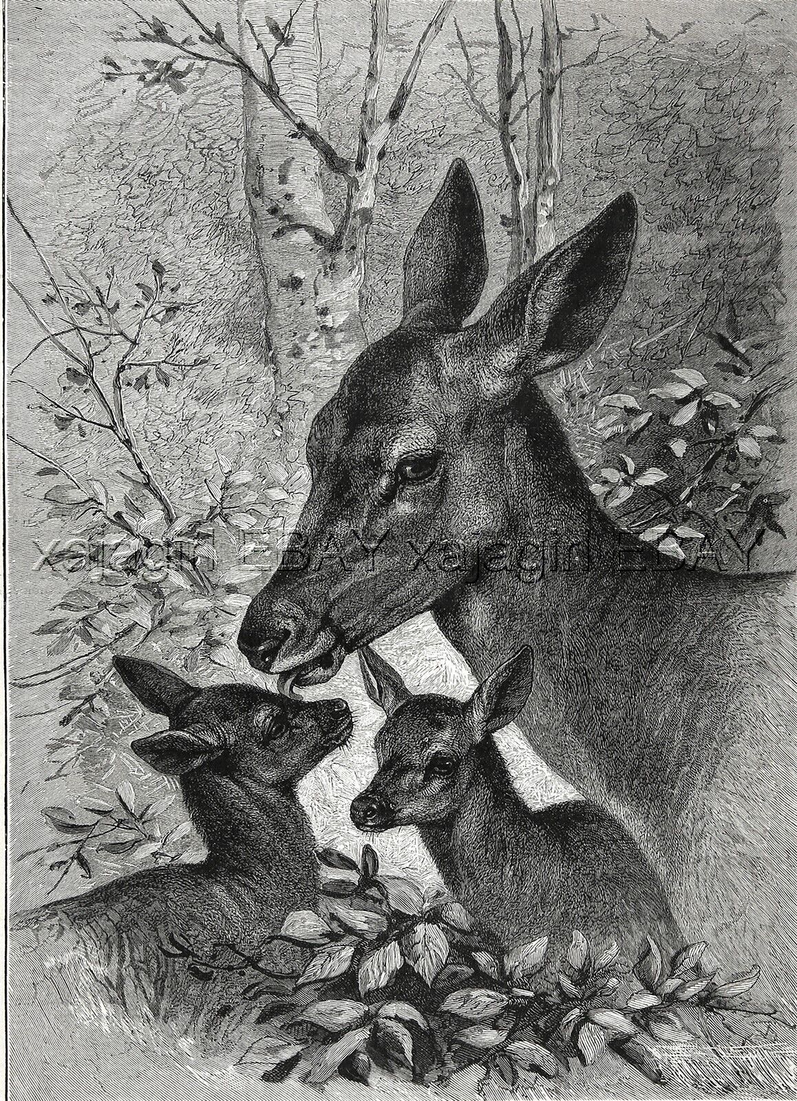 Deer Doe with Twin Fawns, Charming Family Portrait, Large 1880s Antique Print