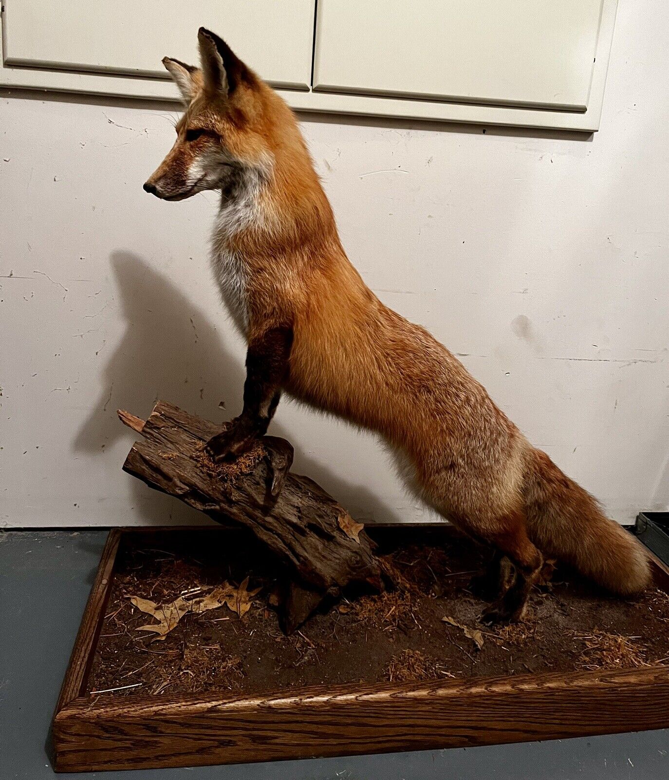 Beautiful LARGE Vtg Real FOX TAXIDERMY MOUNT Full Size on WOODEN BASE/ Pick up