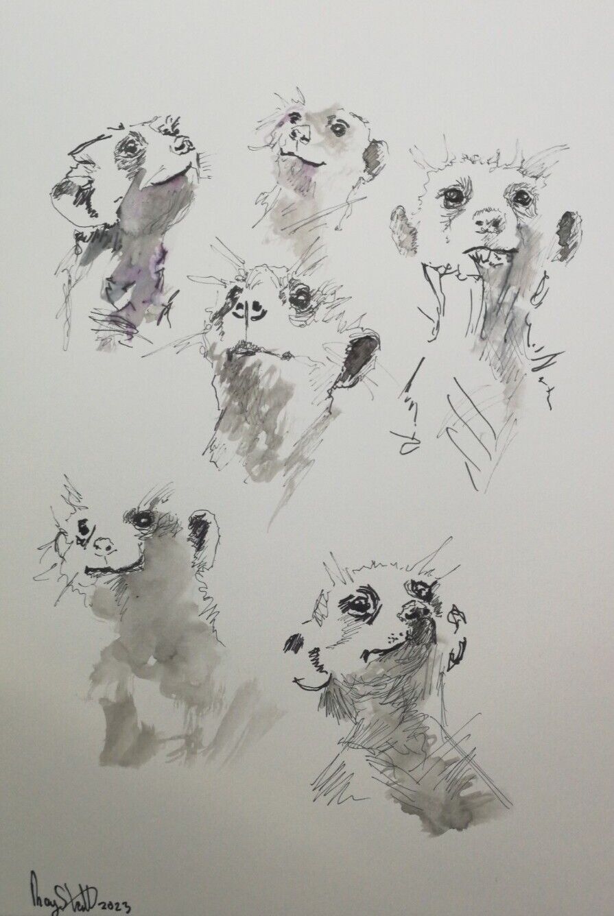 Original \'MEERKATS\' A4 Size Pen & Ink Sketch By Ray Statter (NOT A PRINT)