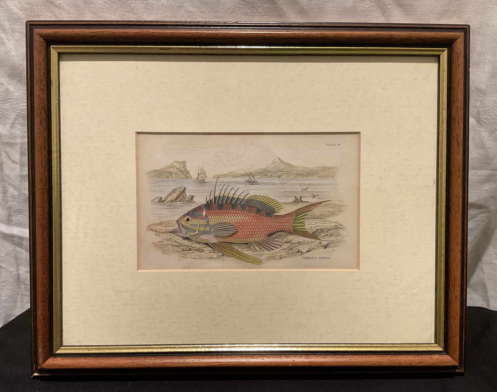 ANTIQUE 19th CENTURY ENGRAVING 1840 HAND COLOURED FISH SERRANUS ANTHIAS LIZARS