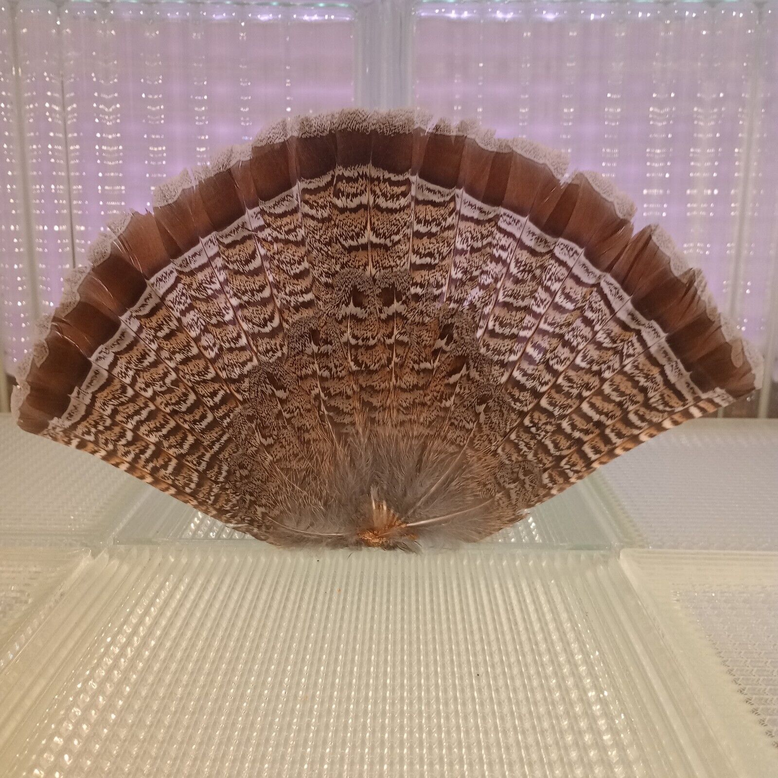 Mature Minnesota Ruffed Grouse Feathers - Tail Fan - Cinnamon Color Phase - Rare