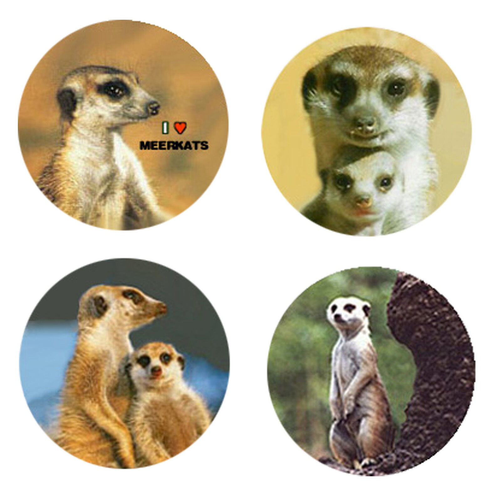 Meerkat Magnets-B:   4 Cool Meerkats for your Fridge or Collection-A Great Gift