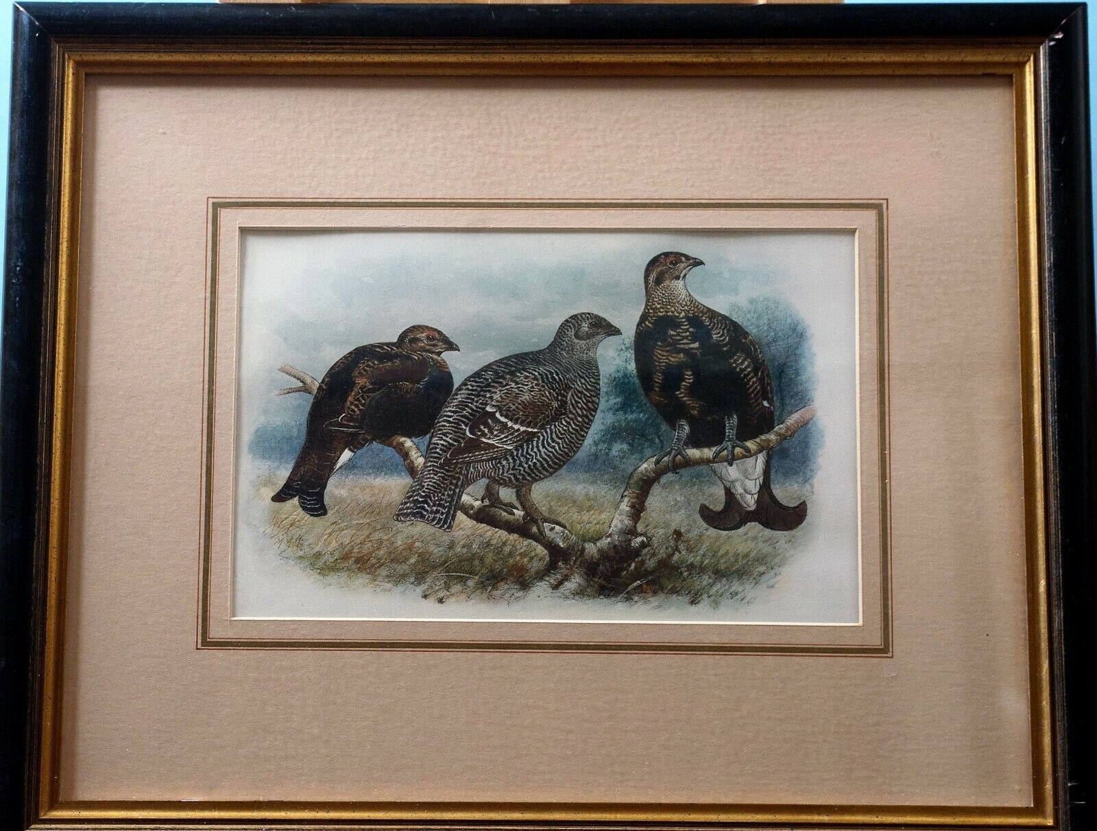 Grouse Lithograph Early 20th Century Formerly from The Turnberry Golf Hotel