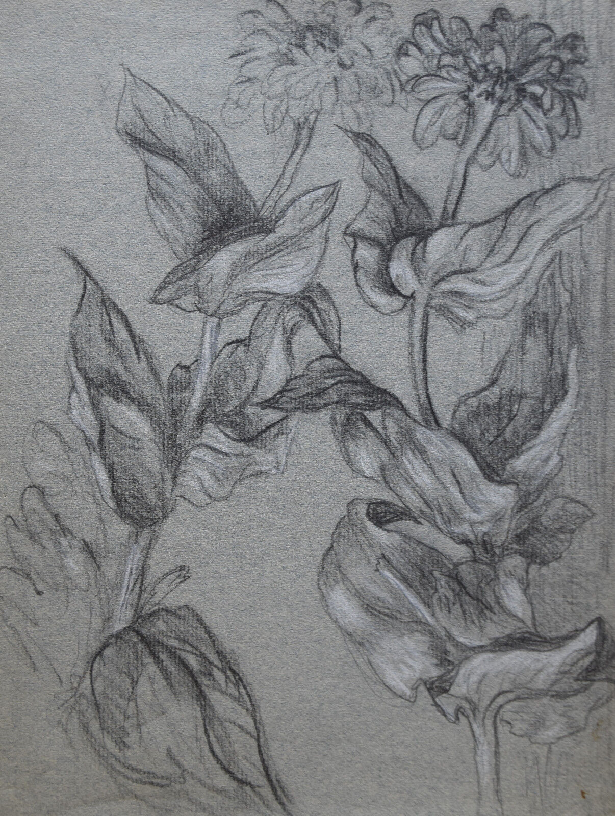 Louis Dupuis (1862-1951) (222) - charcoal - flowers