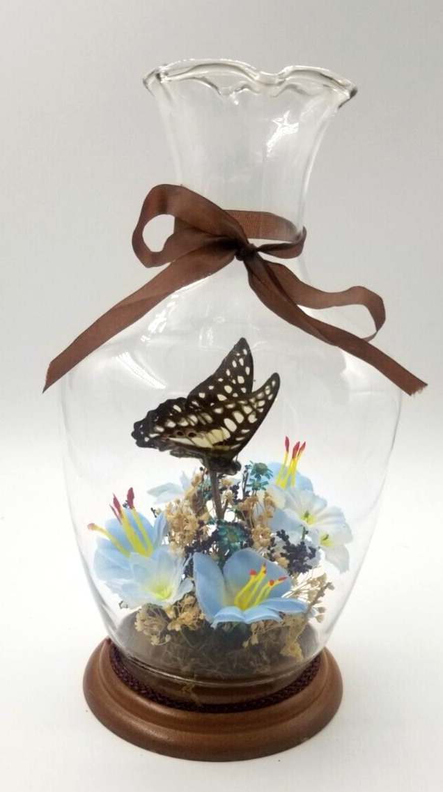 Vintage Real Butterfly Taxidermy with Dried Flowers Inside  Glass Vase