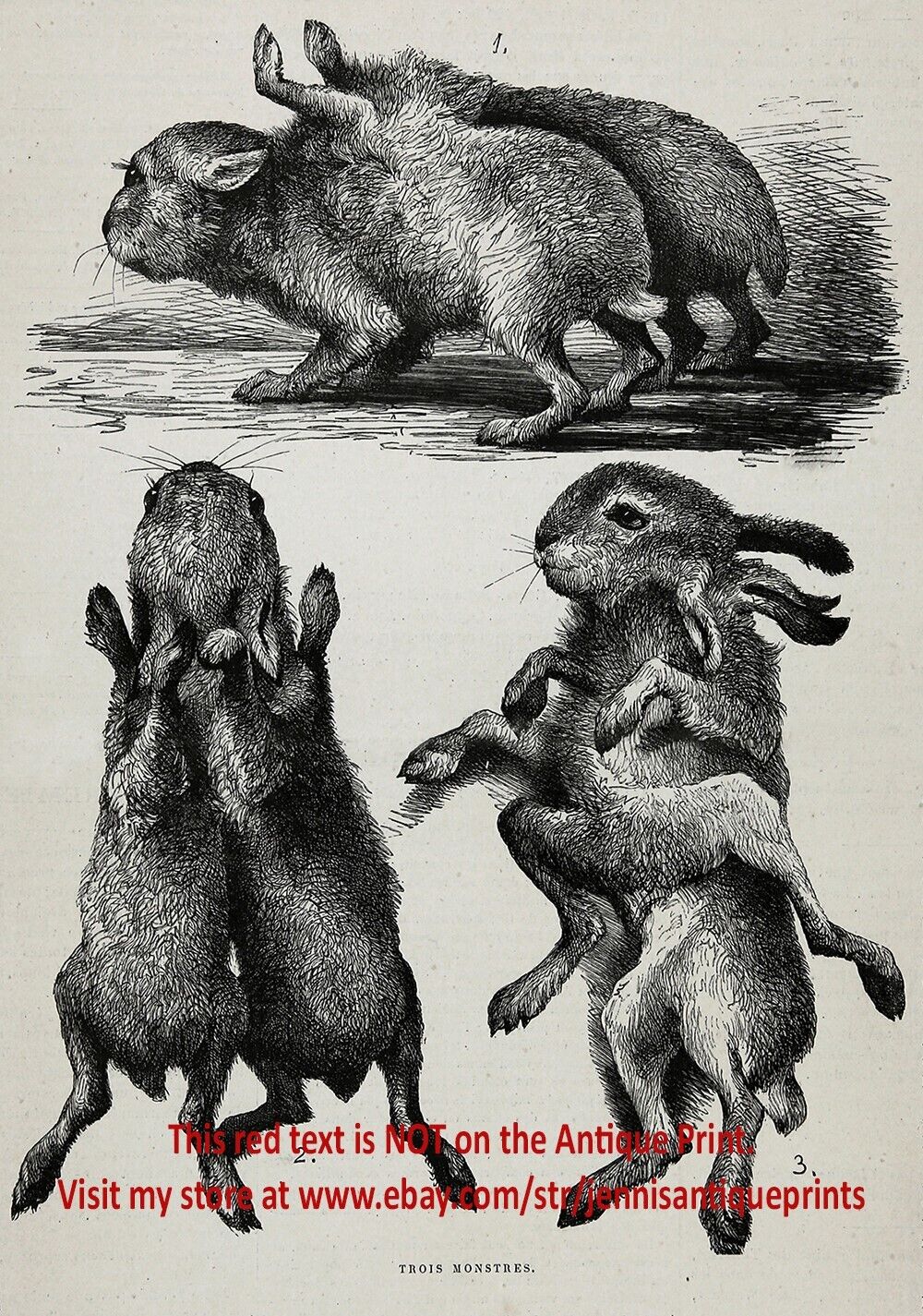 Rabbit Mutant Conjoined Twins Siamese Twin, 1880s Antique Print