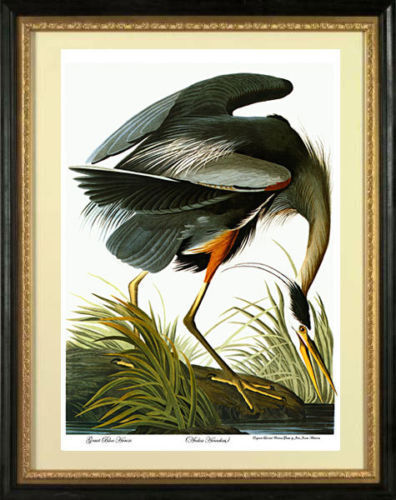 Audubon Great Blue Heron 30x44 Audubon Fine Art Print Hand Numbered Edition