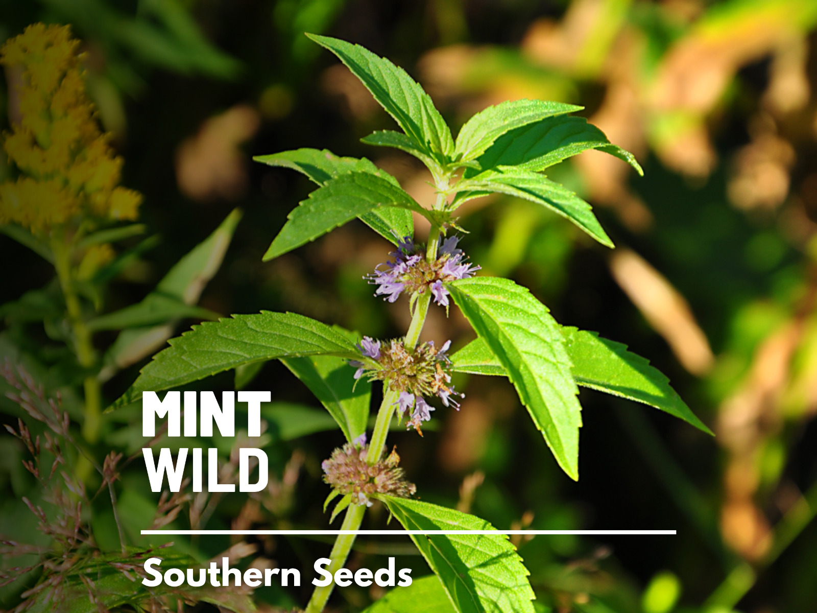 Mint, Wild (Corn Mint) seeds - Heirloom Herb (Mentha arvensis) - Aromatic and Re