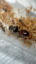 Queen Ant- Myrmecocystus semirfufus colony 5-10w -Honeypot Ants - Feeder insect picture