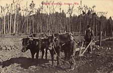 Pioneer Farming Ox Plow Antigo Wisconsin WI 1913 Postcard picture