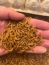 *HUGE SALE* Live Mealworms - 500 Large or Medium Sized - Reptile Food picture