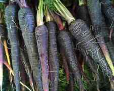 Black Nebula Carrot Seeds, NON-GMO, Deep Purple, Antioxidant,  picture