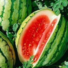 Dixie Queen Watermelon Seeds | NON-GMO | Heirloom | Fresh Garden Seeds picture