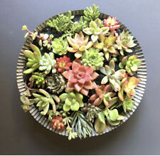 25 Beautiful, Colorful & Healthy Succulent Cuttings 25 Varieties  picture