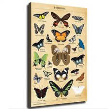 Vintage Butterfly Butterfly Chart Poster Home Living Room Decor Classroom Framed picture