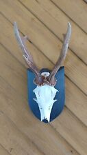 Roe Buck Deer Antlers With Skull Mounted To Hand Carved Wooden Shields picture