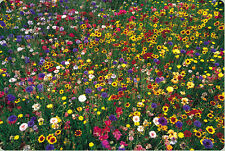 wildflower mix, WILD FLOWER 100% seed, 5 lbs. pounds, SEEDS GroCo BUY US USA picture