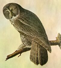 John James Audubon Birds Great Gray Owl Vintage Art Book Plate 34 picture