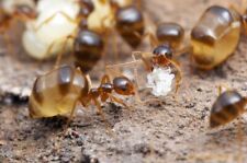 False Honey Pot Ant - Prenolepis Impairs - Queen Ant with Eggs - Feeder Insect picture