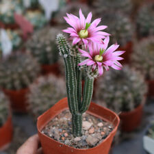 9cm1PCS Cacuts Live Plants Echinocerteus Poselgeri Beautiful Cactus Rare Cactus picture