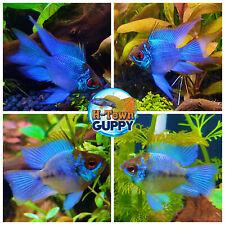 1 PAIR - Cichlid Rams Short Body - Electric Blue Balloon Ram - RARE FISH picture