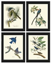 Audubon Bird Prints Vintage Antique Bird Home Wall Art Set of 4 Unframed picture