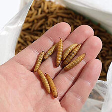 Lot Bulk Dried BSF worms for Wild Birds Food Chickens Hen Fish Treats Food picture