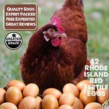 42 Rhode Island Red Hatching Eggs: Fresh Fertile, Natural Unmixed Pasture Raised picture