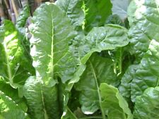 Organic Spinach Seeds, Heirloom, FRESH stock picture