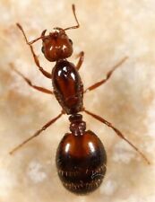 Queen Ant For Sale - Feeder Insect  picture