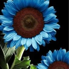 35 Blue Sunflower Seeds Plants Garden Plants bonsai rare flower colorful organic picture