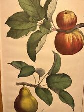 Apples 🍎 Pears 🍐 Fruits Flora Antique Lithograph 1838 Hand Colored... picture