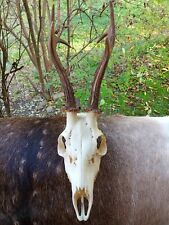 Buck deer roe deer skull and antlers, taxidermy, shamanic healing gothic home picture