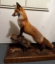 Beautiful LARGE Vtg Real FOX TAXIDERMY MOUNT Full Size on WOODEN BASE/ Pick up picture