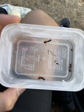 Camponotus Sansabeanus Fresh Live Queen Ant. Fresh Caught. picture