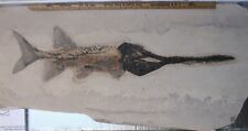Rare Paddlefish Crossopholis Fossil Fish 42.5