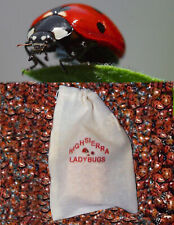 750 Premium Fresh 2024 Summer Live Ladybugs  Think Fresh picture