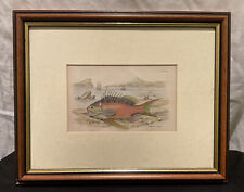 ANTIQUE 19th CENTURY ENGRAVING 1840 HAND COLOURED FISH SERRANUS ANTHIAS LIZARS picture