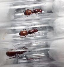Queen Ant- Camponotus castaneus queen w/ eggs - Feeder insect picture