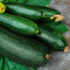 Dark Green Zucchini Summer Squash Seeds, NON-GMO, Variety Sizes,  picture