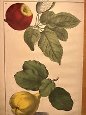 Apples 🍎 Pears 🍐 Fruits Flora Antique Lithograph 1838 Hand Colored... picture