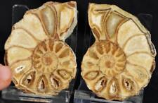 2518 RARE TEXAS PAIR Ammonite 68gm Med 60mm Calycoceras Tarrant Co Fossil 2.4