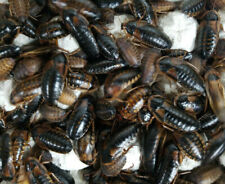 Dubia Roaches Starter Colony Pick a QTY + Bonus Cleaner Crew picture