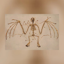 Bat Skeleton Canvas Print - Apothecary Art for Home or Office - Apothecary Decor picture