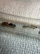 Camponotus Sansabeanus Ant Queen, 2-3 Workers w/ brood Live Insect Feeder picture