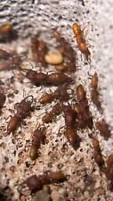 Mystrium Camillae Dracula Ant Colony. Queen Ant Live. 1Q30-40w + Broods picture